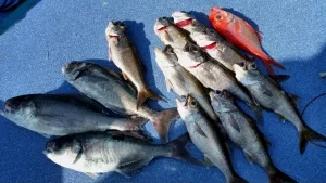 2016年11月23日の釣果・お知らせの写真 4
