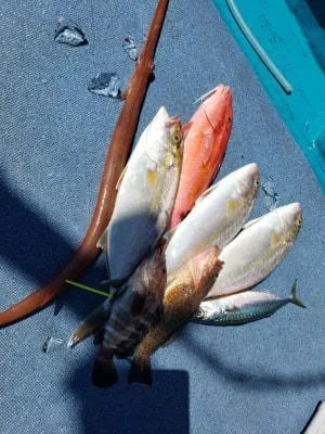 2019年9月25日の釣果・お知らせの写真 4
