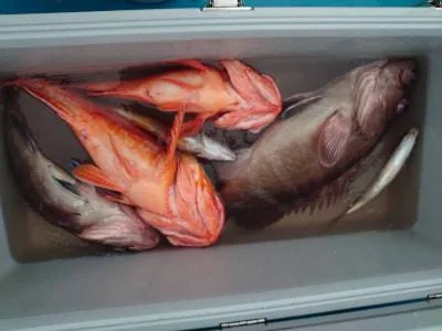 2024年7月13日の釣果・お知らせの写真 8