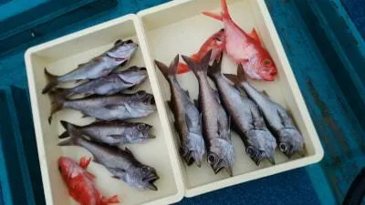 2018年3月7日の釣果・お知らせの写真 2