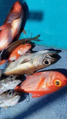 2019年4月16日の釣果・お知らせの写真 2