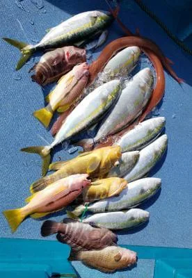 2020年11月16日の釣果・お知らせの写真 4