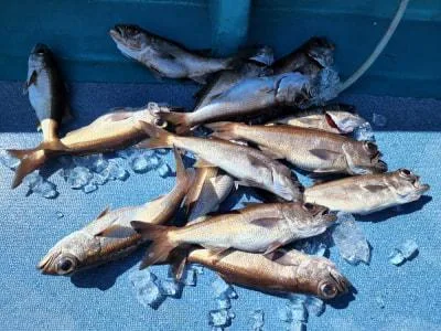 2023年2月28日の釣果・お知らせの写真