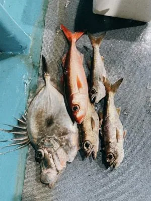 2023年4月22日の釣果・お知らせの写真 7