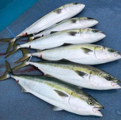 2021年5月26日の釣果・お知らせの写真