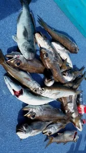 2017年2月4日の釣果・お知らせの写真 2