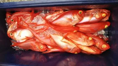 2018年8月11日の釣果・お知らせの写真 5