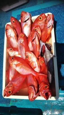 2018年8月30日の釣果・お知らせの写真 2