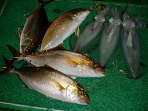 2006年11月9日の釣果・お知らせの写真 2