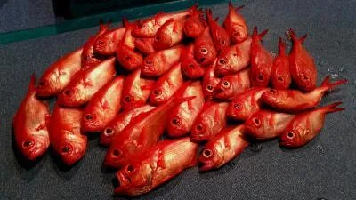 2018年4月21日の釣果・お知らせの写真 5