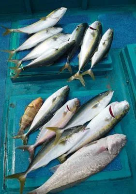 2020年9月13日の釣果・お知らせの写真 2