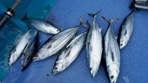 2016年9月2日の釣果・お知らせの写真 7