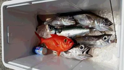 2018年5月4日の釣果・お知らせの写真 3