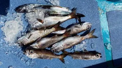2018年3月17日の釣果・お知らせの写真