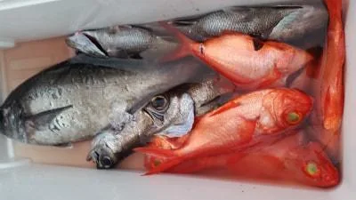 2018年4月27日の釣果・お知らせの写真