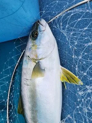 2023年10月12日の釣果・お知らせの写真 9