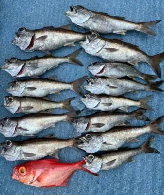 2021年10月21日の釣果・お知らせの写真 5