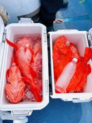 2024年6月2日の釣果・お知らせの写真 6