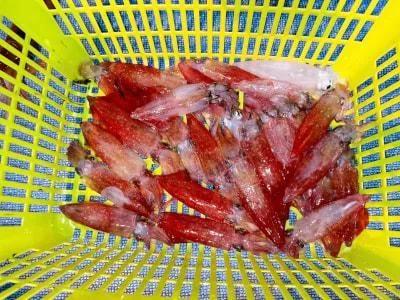 2025年6月6日の釣果・お知らせの写真 7