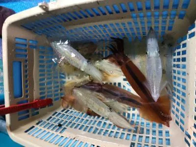 2026年6月19日の釣果・お知らせの写真 9