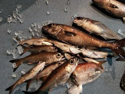 2023年4月16日の釣果・お知らせの写真 8