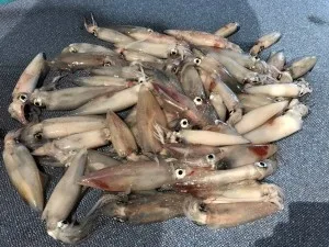 2017年7月28日の釣果・お知らせの写真 10