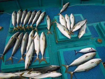 2021年2月4日の釣果・お知らせの写真 2