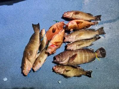 2023年10月28日の釣果・お知らせの写真 6