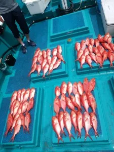 2017年7月4日の釣果・お知らせの写真 9