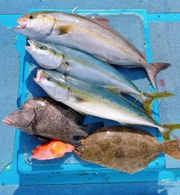 2025年1月5日の釣果・お知らせの写真 6