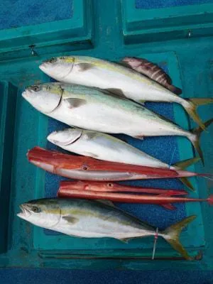 2020年12月27日の釣果・お知らせの写真 5