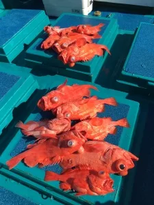 2016年5月12日の釣果・お知らせの写真 6