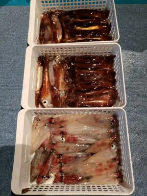 2020年6月6日の釣果・お知らせの写真 8