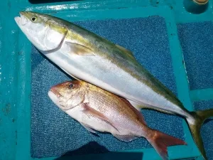 2016年7月29日の釣果・お知らせの写真 3