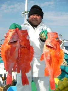 2012年1月3日の釣果・お知らせの写真 2