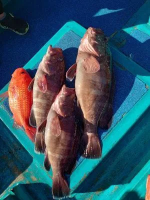 2022年11月6日の釣果・お知らせの写真 5
