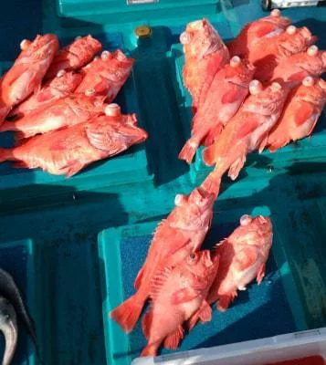 2018年3月4日の釣果・お知らせの写真 3