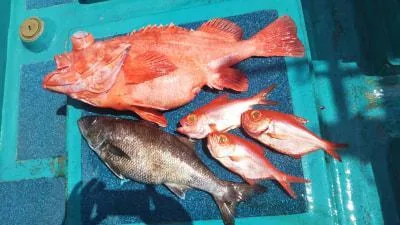 2018年3月29日の釣果・お知らせの写真 4