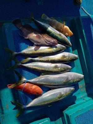 2022年1月10日の釣果・お知らせの写真 3