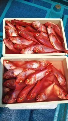 2018年8月3日の釣果・お知らせの写真