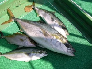 2010年2月28日の釣果・お知らせの写真 3