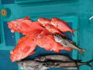 2017年6月6日の釣果・お知らせの写真 5