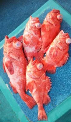 2020年3月21日の釣果・お知らせの写真 7