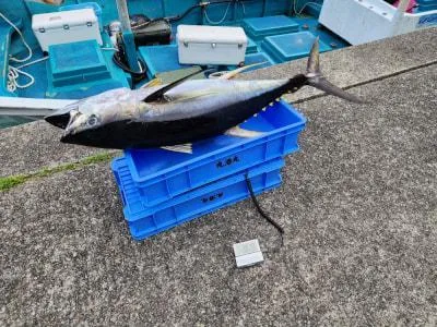 2026年6月19日の釣果・お知らせの写真 5