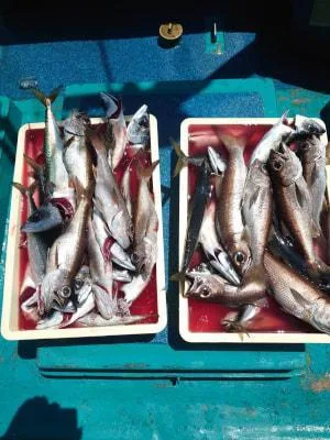 2021年4月27日の釣果・お知らせの写真 3