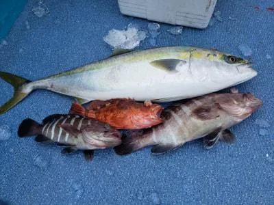 2020年3月19日の釣果・お知らせの写真 5