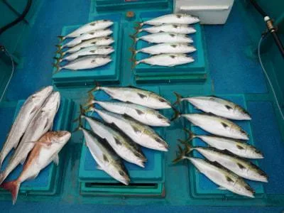 2021年5月16日の釣果・お知らせの写真