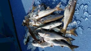 2017年1月4日の釣果・お知らせの写真