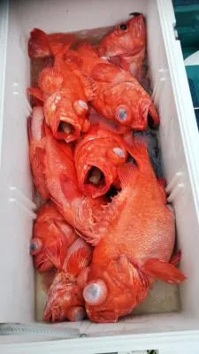 2019年6月18日の釣果・お知らせの写真 8