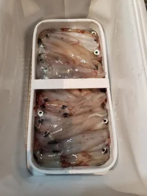 2019年6月10日の釣果・お知らせの写真 4